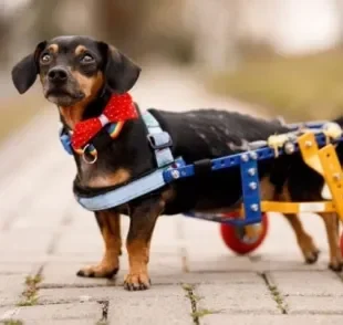 A cadeirinha para cahorro paraplégico é um acessório que ajuda a dar mais qualidade de vida ao animal