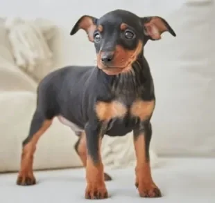  Quanto tempo vive um Pinscher vai variar de acordo com os cuidados que ele recebe ao longo da vida 