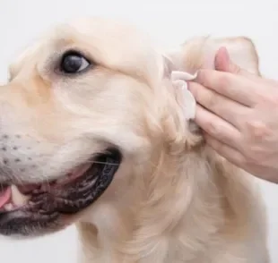  Como limpar o ouvido do cachorro com cotonete? Saiba se a haste pode ser usada na higiene 