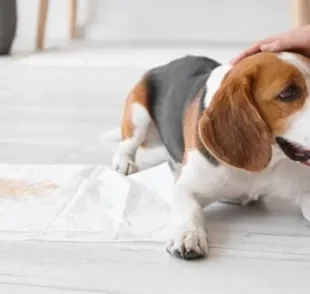 Por que o cachorro urina quando vê o dono? O comportamento é uma reação do corpo a determinadas emoções