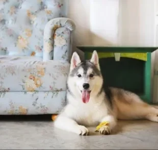 Cachorro de raça grande pode se adaptar muito bem em apartamentos. Basta investir no gasto de energia desses grandões e oferecer brinquedos para passar o tédio.