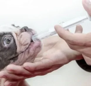  Probiótico para cachorro ajuda em caso de diarreia e vômito