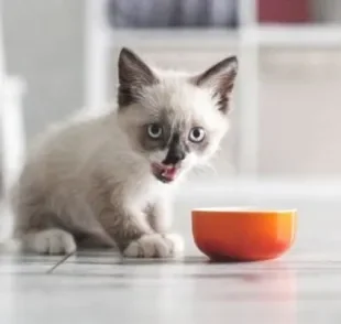  Quando gato não quer comer e é filhote, definir a quantidade de vezes para ele se alimentar pode ser uma solução
