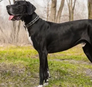 Cães como o Dogue Alemão são considerados gigantes por conta de seu tamanho enorme