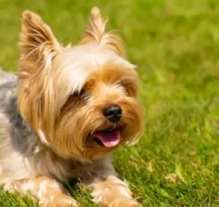 O Yorkshire é um dos cachorros de porte pequeno que mais fazem sucesso