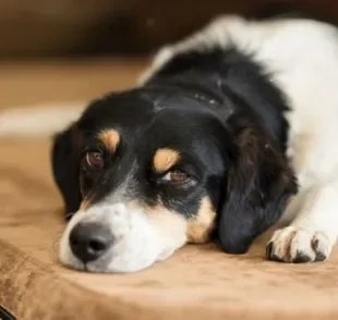 A peste de sangue em cachorro é uma doença infecciosa grave que precisa de tratamento rápido