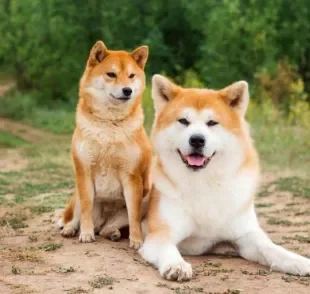 Akita Inu e Shiba Inu: aprenda a diferenciar os dois cães japoneses