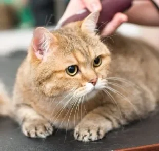  Quando deixar o gato tosado? Motivos para uma boa tosa felina. 