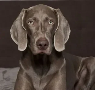  Weimaraner tem um comportamento dócil, leal e amoroso 