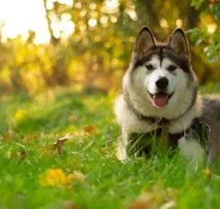 O Malamute do Alaska é descendente de lobos e se parece muito com o Husky