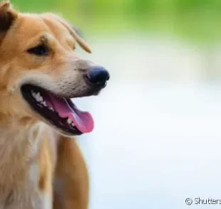 Para escolher um nome para cachorro caramelo, não faltam inspirações!