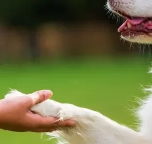  Como ensinar o cachorro a dar a pata é uma das maiores dúvidas dos donos de peludinhos. 