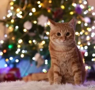 Descubra em 5 passos como montar uma árvore de Natal à prova de gatos.