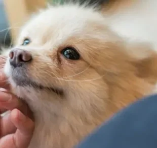  Cachorros tem capacidade para entender os humanos e suas emoções
