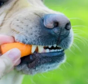 Como limpar os dentes do cachorro com frutas e legumes: confira opções de hortaliças permitidas.