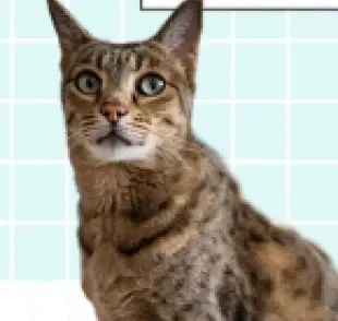 O gato Ashera é um gato híbrido raro que lembra um leopardo