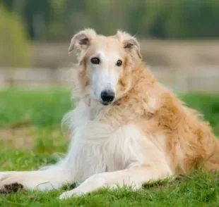 Curiosidade sobre o Borzoi: preço do cachorro não é tão caro quanto outras raças