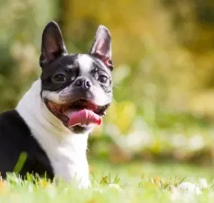 O Boston Terrier é um cachorro dócil, esperto e sociável