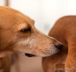 Afinal, cadela castrada pode entrar no cio? Atividade hormonal é bem menor depois da castração.