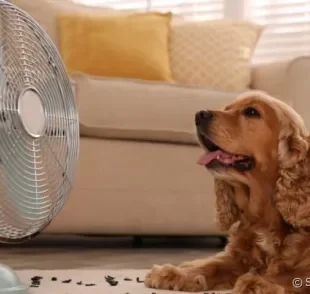 
Como cuidar de cachorro no calor é - ou deveria ser - uma preocupação de todos os tutores.
