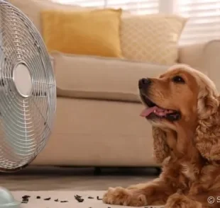 Como cuidar de cachorro no calor é - ou deveria ser - uma preocupação de todos os tutores.
