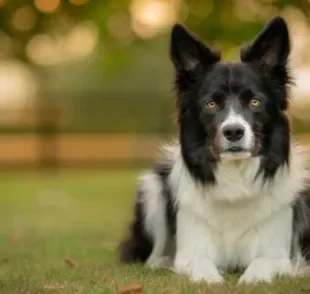 O corrimento em cachorro pode ter várias explicações