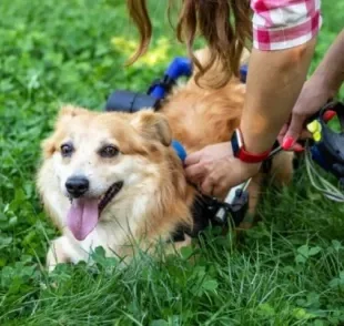 Um cachorro paraplégico, surdo ou cego precisa de cuidados especiais que garantem a ele mais qualidade de vida