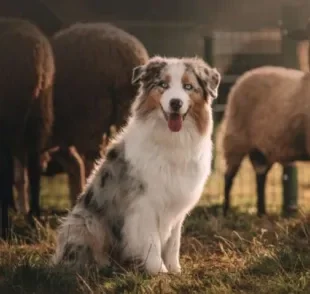 O cachorro pastoreio tem uma destreza enorme para conduzir rebanhos e gados