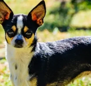 Raça de cachorro mal humorado, como o Chihuahua, se estressa com mais facilidade