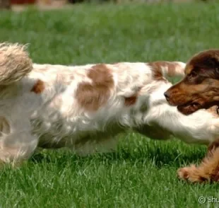 Descubra quais são as diferenças entre o Cocker Spaniel inglês e o Cocker Spaniel americano!