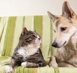  Afinal, cachorro e gato se odeiam? Entenda mais sobre essa rixa! 