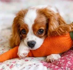 O Cavalier King Charles Spaniel é um cão que se adapta bem a apartamentos