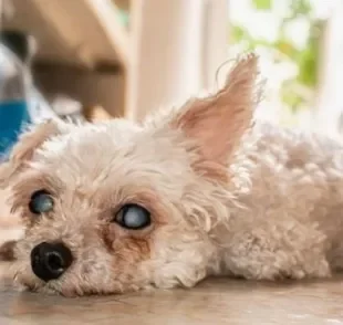 A cegueira repentina em cachorro e retina branca pode ser sinal de catarata 