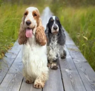 A personalidade do Cocker Spaniel é dócil, carinhosa e apegada com seus donos