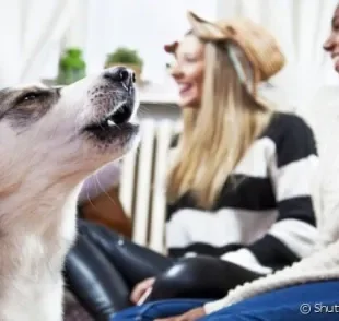 Como ensinar cachorro a receber bem as visitas? Em poucos passos é possível melhorar o comportamento do pet.