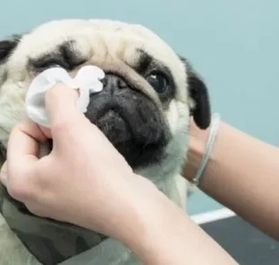  Olho de cachorro braquicefálico tem uma particularidade: é arregalado e precisa de mais cuidados 