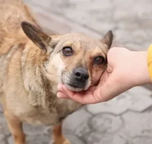  Veja como se aproximar de um cachorro desconhecido de forma segura 