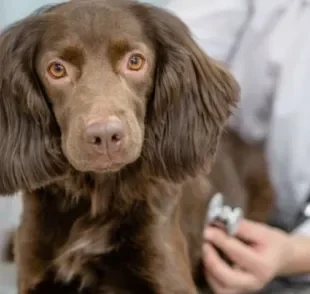 Cuidados com o coração: cachorro precisa passar por check-ups anuais