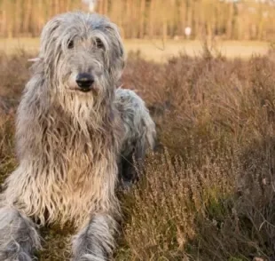 O Deerhound é um cachorro escocês de porte grande e com pelos ásperos
