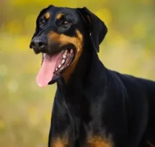 O temperamento do Doberman vai além do forte instinto protetor