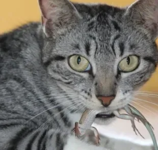 A doença da lagartixa em gatos precisa de atenção dos gateiros