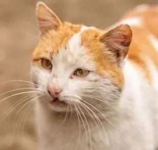 As feridas na cabeça do gato podem ter diferentes causas, desde alergias até doenças mais graves