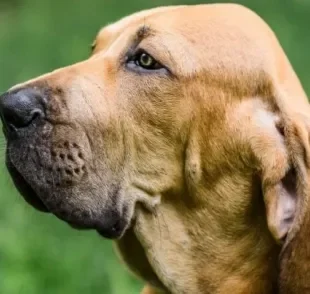  Cachorro Fila Brasileiro é uma raça tupiniquim que surgiu durante a colonização 