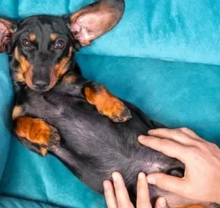  O pênis de cachorro também pode apresentar fimose ou parafimose 