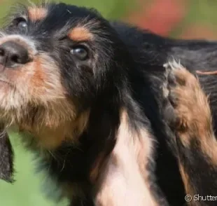 
Fungos na pele do cachorro provocam coceira intensa, que podem se tornar feridas.
