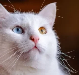 Gato branco é delicado, elegante e muito carinhoso! Saiba mais sobre essa cor de gato!
