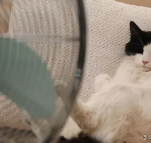 Gato sente calor e precisa ser muito bem cuidado no verão!