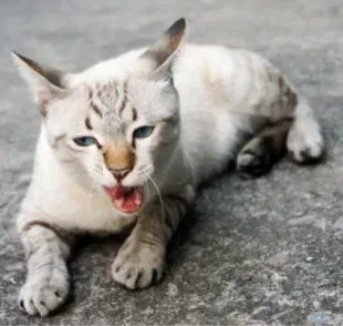 Gato com tosse seca ou com secreção é resultado de inflamações ou infecções no trato respiratório