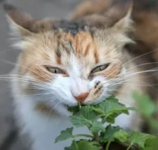  A erva para gato é só uma das várias plantinhas que os pets podem comer