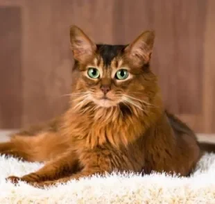 O gato Somali é uma versão do Abissínio com pelos longos